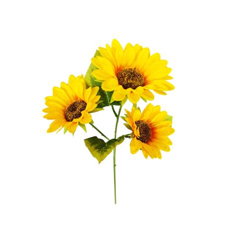 3 Heads Sun Flower
