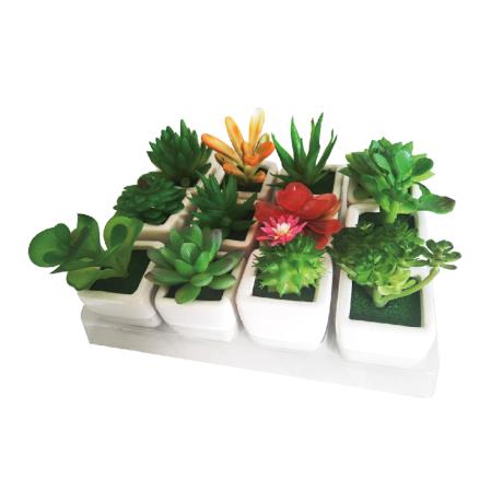 Meaty Plant with Square Glass Base