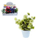 Flower Bonsai Assorted