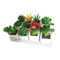 Meaty Plant with  Square Glass Base