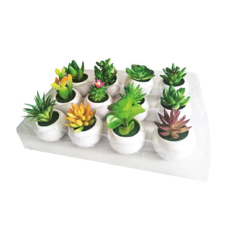 Meaty Plant with Round Ceramic Base