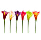 60cm Calla Lily Stem