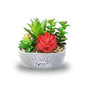 Succulent Plant Pot